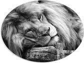 WallClassics - PVC Schuimplaat Ovaal - Liggende Leeuw in het Zwart Wit - 40x30 cm Foto op Ovaal (Met Ophangsysteem)