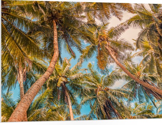 PVC Schuimplaat- Dicht bij Elkaar Groeiende Palmbomen van Onder - 100x75 cm Foto op PVC Schuimplaat