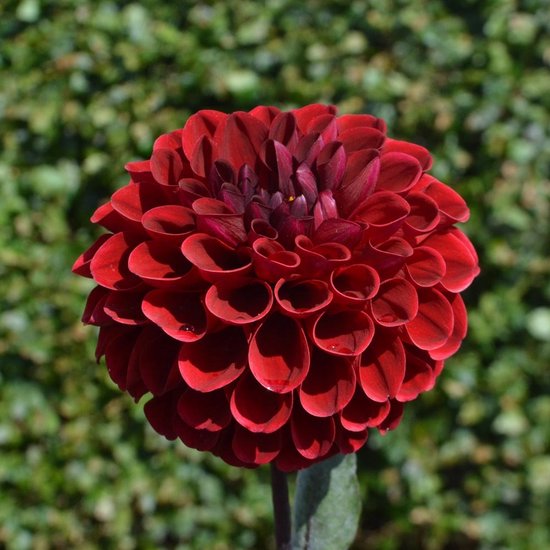 Daliafire (Maroon) main image 0