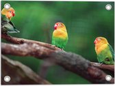 Tuinposter – Trio van Blije Kleurrijke Vogels op Takken van Bomen - 40x30 cm Foto op Tuinposter (wanddecoratie voor buiten en binnen)