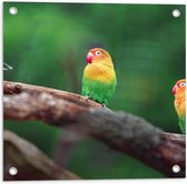 Tuinposter – Trio van Blije Kleurrijke Vogels op Takken van Bomen - 50x50 cm Foto op Tuinposter (wanddecoratie voor buiten en binnen)