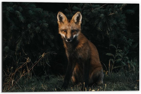 WallClassics - Dibond - Vos zittend in het Gras in donker Bos - 60x40 cm Foto op Aluminium (Wanddecoratie van metaal)