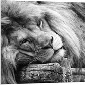 WallClassics - Verre acrylique - Lion couché en Zwart et Wit - Photo 80 x 80 cm sur verre acrylique (avec système de suspension)
