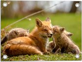 WallClassics - Tuinposter – Moeder Vos liggend in Gras bij Kinderen - 40x30 cm Foto op Tuinposter (wanddecoratie voor buiten en binnen)