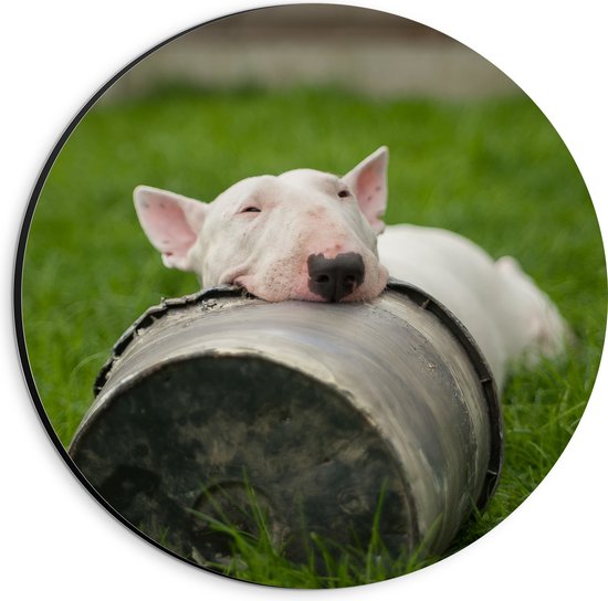 WallClassics - Dibond Muurcirkel - Witte Hond in het Gras met Zwarte Emmer - 20x20 cm Foto op Aluminium Muurcirkel (met ophangsysteem)