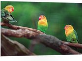 PVC Schuimplaat- Trio van Blije Kleurrijke Vogels op Takken van Bomen - 105x70 cm Foto op PVC Schuimplaat