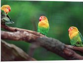 PVC Schuimplaat- Trio van Blije Kleurrijke Vogels op Takken van Bomen - 80x60 cm Foto op PVC Schuimplaat
