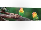 PVC Schuimplaat- Trio van Blije Kleurrijke Vogels op Takken van Bomen - 90x30 cm Foto op PVC Schuimplaat