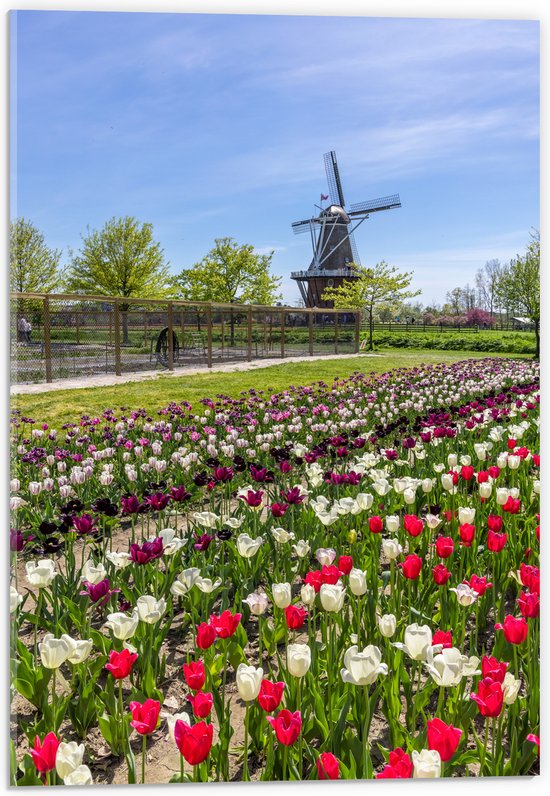 Acrylglas - Oerhollands Meerkleurig Tulpenveld bij Bruine Molen - 40x60 cm Foto op Acrylglas (Met Ophangsysteem)