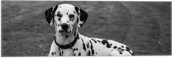 WallClassics - Vlag - Liggende Dalmatier Hond in het Zwart Wit - 60x20 cm Foto op Polyester Vlag