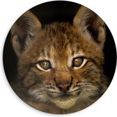 WallClassics - Dibond Muurcirkel - Bruine Lynx - 80x80 cm Foto op Aluminium Muurcirkel (met ophangsysteem)