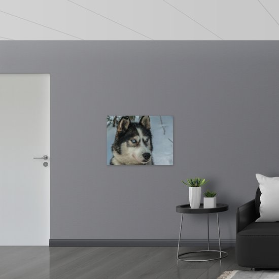 WallClassics - Muursticker - Chien Husky Sérieux - 80x60 cm Photo sur Muursticker