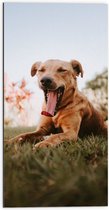 WallClassics - Dibond - Gapende Bruine Hond - 50x100 cm Foto op Aluminium (Met Ophangsysteem)