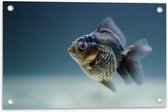 WallClassics - Tuinposter – Vis in het Water - 60x40 cm Foto op Tuinposter (wanddecoratie voor buiten en binnen)