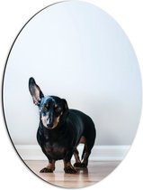 WallClassics - Dibond Ovaal - Luisterende Zwarte Hond - 42x56 cm Foto op Ovaal (Met Ophangsysteem)