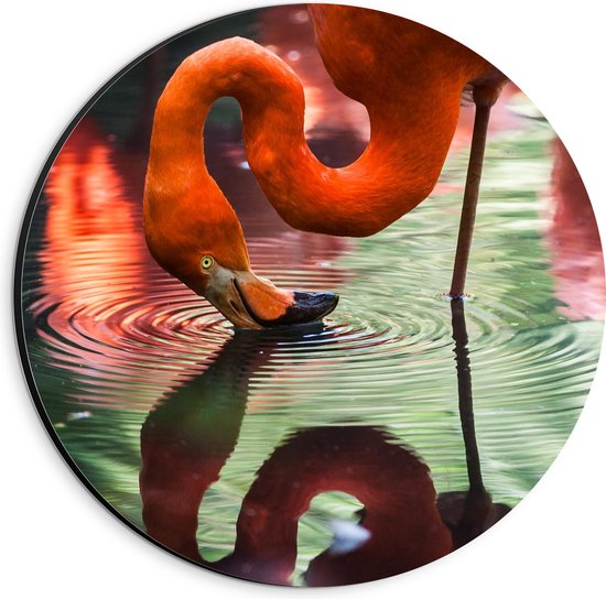 WallClassics - Dibond Muurcirkel - Flamingo met Kop in het Water - 20x20 cm Foto op Aluminium Muurcirkel (met ophangsysteem)