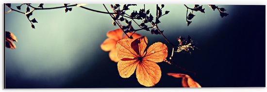 WallClassics - Dibond - Oranje Bloem aan Boom - 60x20 cm Foto op Aluminium (Met Ophangsysteem)