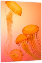 WallClassics - Panneau de mousse PVC - Méduse Oranje - Photo 100 x 150 cm sur panneau de mousse PVC (avec système de suspension)