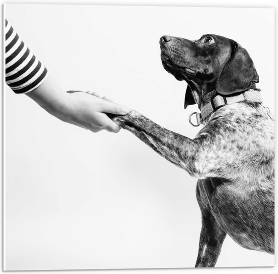 WallClassics - PVC Schuimplaat- Hond Geeft Poot Zwart - Wit - 50x50 cm Foto op PVC Schuimplaat