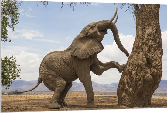 PVC Schuimplaat - Blije Afrikaanse Olifant - 120x80 cm Foto op PVC Schuimplaat (Met Ophangsysteem)