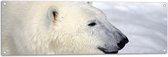 Tuinposter – Blije IJsbeer in de Sneeuw - 120x40 cm Foto op Tuinposter (wanddecoratie voor buiten en binnen)