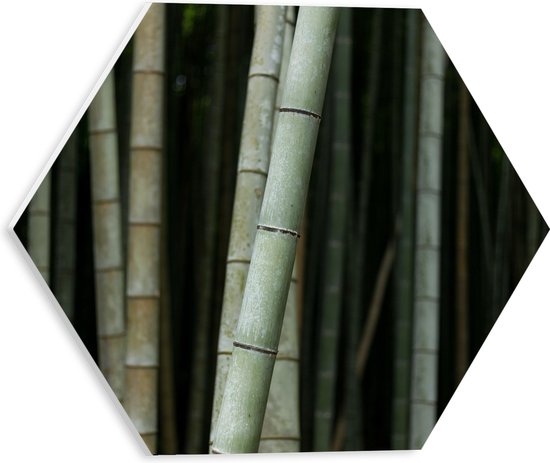 WallClassics - Feuille de mousse PVC Hexagone - Vert avec forêt de Bamboe Grijs - 30x26,1 cm Photo sur Hexagone (avec système d'accrochage)