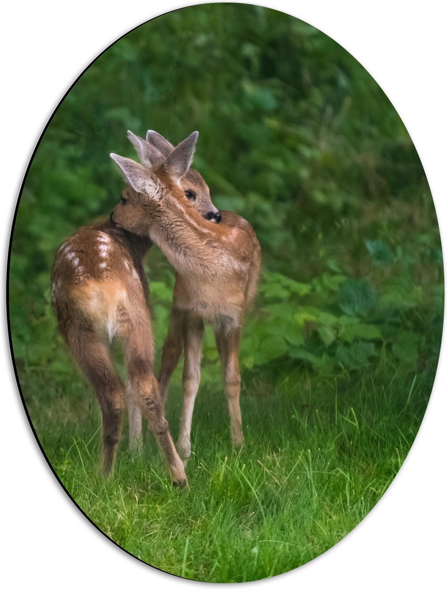 Dibond Ovaal - Twee Knuffelende Hertjes - 42x56 cm Foto op Ovaal (Met Ophangsysteem)