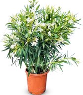 Sunny Tree - Plant - Oleander- Nerium Oleander - 100 cm - Kleur Wit - Buitenplant