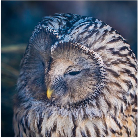 WallClassics - Poster (Mat) - Slapende Uil - 50x50 cm Foto op Posterpapier met een Matte look