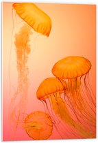 WallClassics - Panneau en mousse PVC - Méduse Oranje - Photo 60 x 90 cm sur panneau en mousse PVC (avec système de suspension)