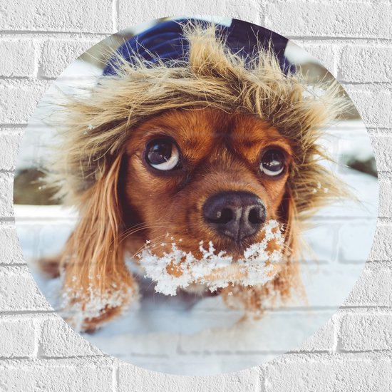 WallClassics - Muursticker Cirkel - Bruine Hondenhoofd boven de Sneeuw - 60x60 cm Foto op Muursticker