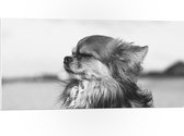 WallClassics - PVC Schuimplaat - Hondje Geniet van het Weer Zwart - Wit - 100x50 cm Foto op PVC Schuimplaat (Met Ophangsysteem)