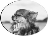 WallClassics - Dibond Ovaal - Hondje Geniet van het Weer Zwart - Wit - 28x21 cm Foto op Ovaal (Met Ophangsysteem)