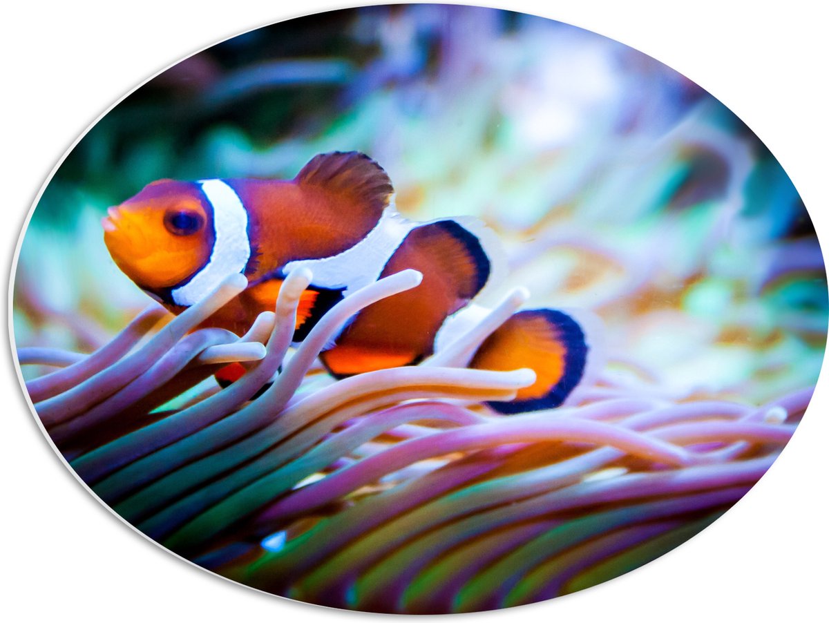 PVC Schuimplaat Ovaal - Clownvis in een Aquarium - 56x42 cm Foto op Ovaal (Met Ophangsysteem)
