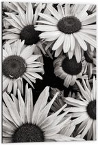 WallClassics - Dibond - Zwart Wit Foto van Zonnebloemen - 60x90 cm Foto op Aluminium (Wanddecoratie van metaal)
