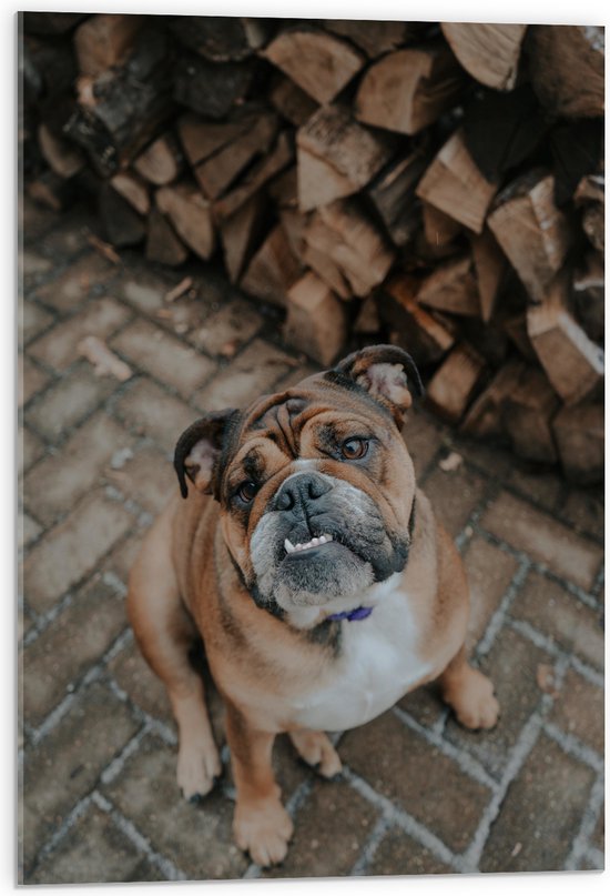 WallClassics - Acrylglas - Franse Bulldog naast Brandhout - 50x75 cm Foto op Acrylglas (Met Ophangsysteem)