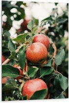 WallClassics - Dibond - Appels in de Boom - 80x120 cm Foto op Aluminium (Met Ophangsysteem)