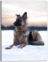 WallClassics - Dibond - Berger dans la neige - Photo sur aluminium 30x40 cm (Décoration murale en métal)