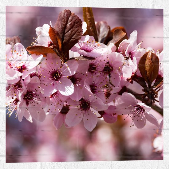 WallClassics - Muursticker - Roze Bloementjes in een Boom - 50x50 cm Foto op Muursticker