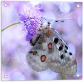WallClassics - Tuinposter – Doorzichtige Vleugels van Vlinder - 50x50 cm Foto op Tuinposter (wanddecoratie voor buiten en binnen)