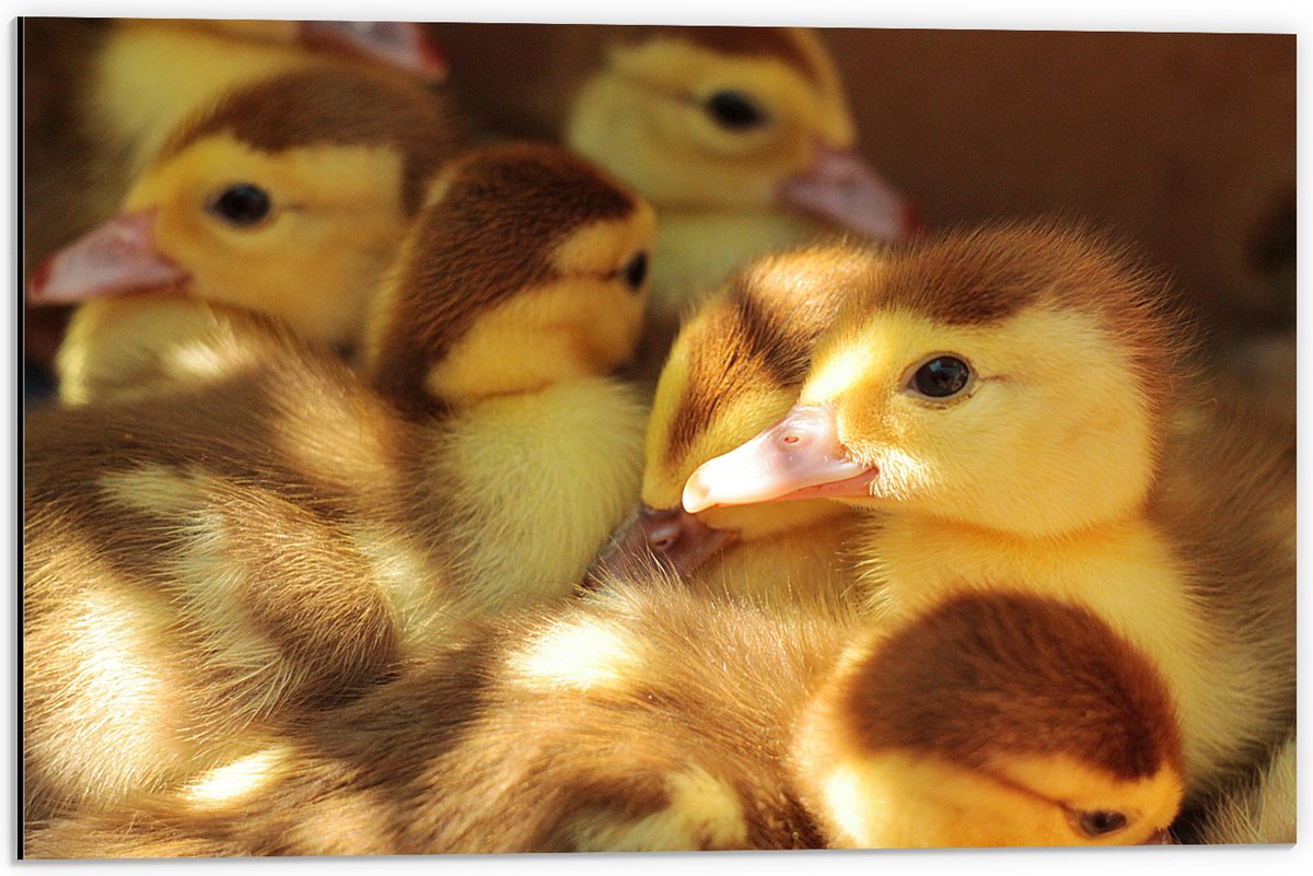 Dibond - Baby Eendjes - 60x40 cm Foto op Aluminium (Met Ophangsysteem)