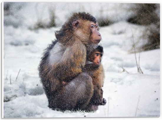 WallClassics - PVC Schuimplaat - Moeder Aap met Jonkie in de Sneeuw - 40x30 cm Foto op PVC Schuimplaat (Met Ophangsysteem)