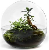 Growing Concepts DIY Duurzaam Ecosysteem Biodome ficus - H30xØ30cm