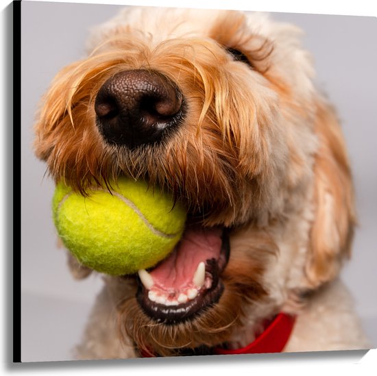 WallClassics - Canvas - Hond Speelt met Tennisbal - 100x100 cm Foto op Canvas Schilderij (Wanddecoratie op Canvas)