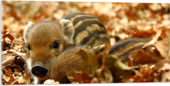 WallClassics - Acrylglas - Wild Baby Zweintje in Herfstig Bos - 100x50 cm Foto op Acrylglas (Wanddecoratie op Acrylaat)