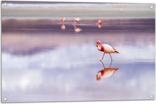 WallClassics - Tuinposter – Flamingo in het Water - 90x60 cm Foto op Tuinposter (wanddecoratie voor buiten en binnen)