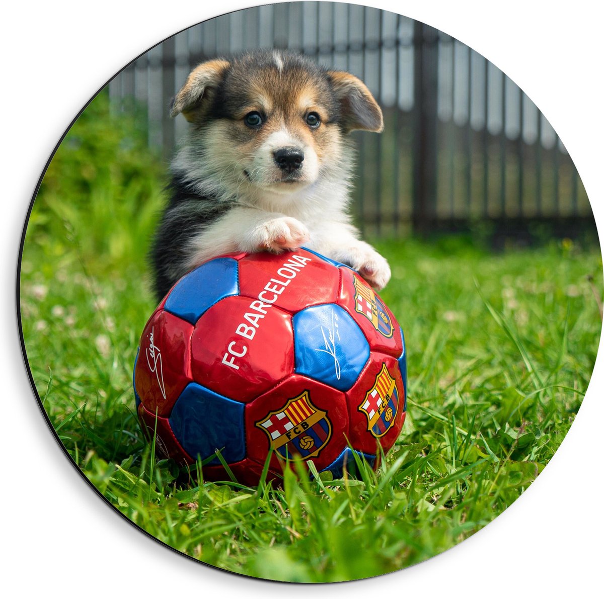 Dibond Muurcirkel - Hondje Speelt met een Voetbal - 40x40 cm Foto op Aluminium Muurcirkel (met ophangsysteem)
