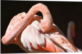 WallClassics - Dibond - Flamingo verstopt z'n Kop - 90x60 cm Foto op Aluminium (Met Ophangsysteem)