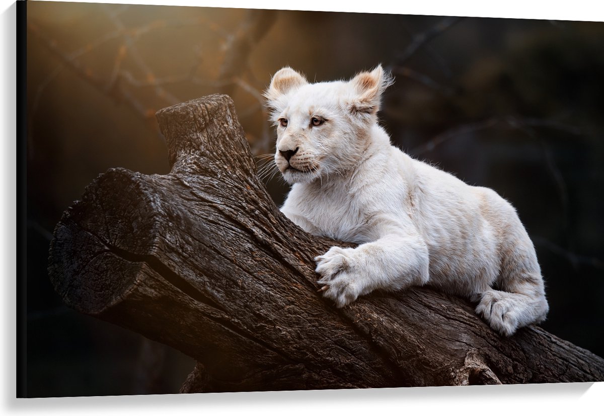 Canvas - Zuid-Afrikaanse Witte Tijger op Dikke Boomstam in Zonnestralen - 120x80 cm Foto o