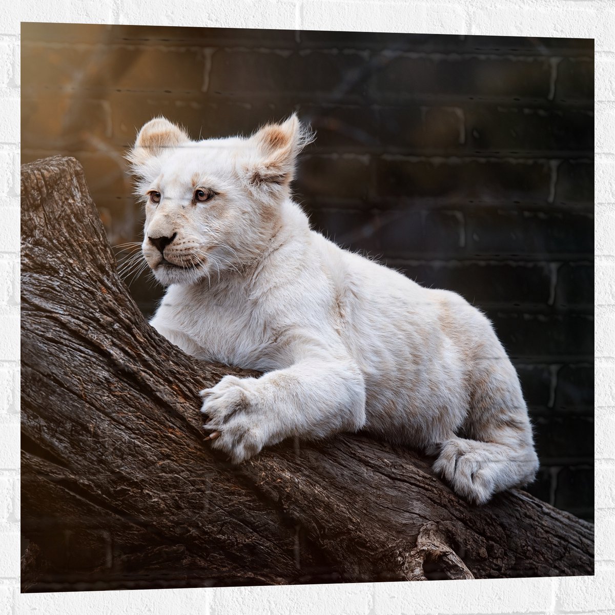 Muursticker - Zuid-Afrikaanse Witte Tijger op Dikke Boomstam in Zonnestralen - 80x80 cm Fo